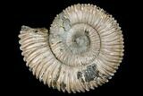 Pyritized Ammonite Fossil - Russia #175049-1